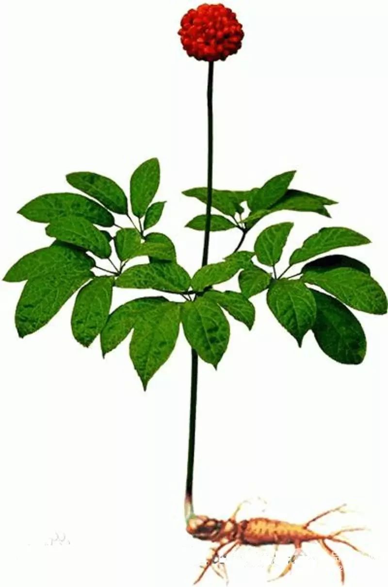 花旗参也被称为西洋参,是一种闻名中外的草本植物,具有天然的保健效果