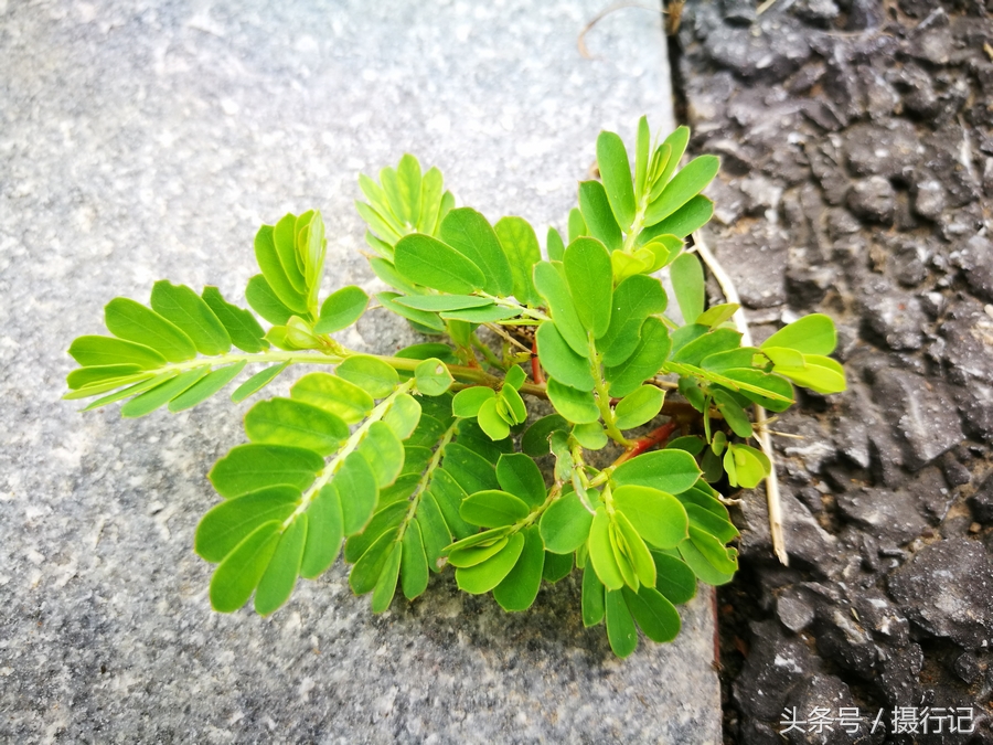 关门草的中文名叫叶下珠,别名叫珍珠草,叶下珍珠,叶后珠