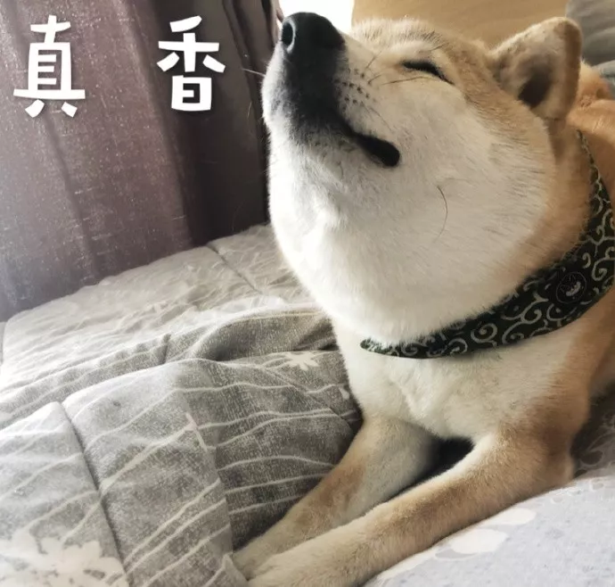 表情包|一只叫做芋圆的魔性柴犬