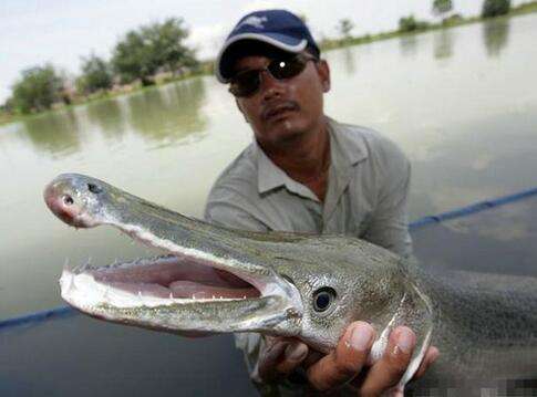 为了对付泛滥成灾的亚洲鲤鱼, 当地政府宣布放出“大杀器”鳄雀鳝