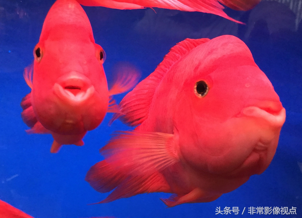 除了金龙鱼,还有叫不出名字的红色观赏鱼,非常漂亮,大概是红红火火的