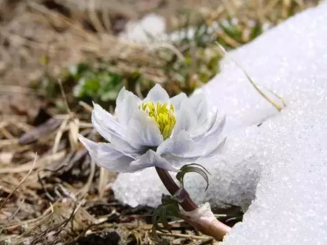 新疆天山雪莲开花,五年一次!终于见到了.