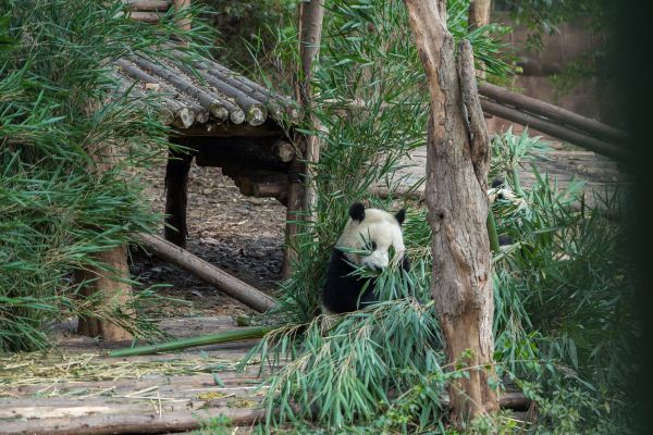 半岛官网App下载_成都最受欢迎的旅游景区，门票58元，游客必打卡(图3)