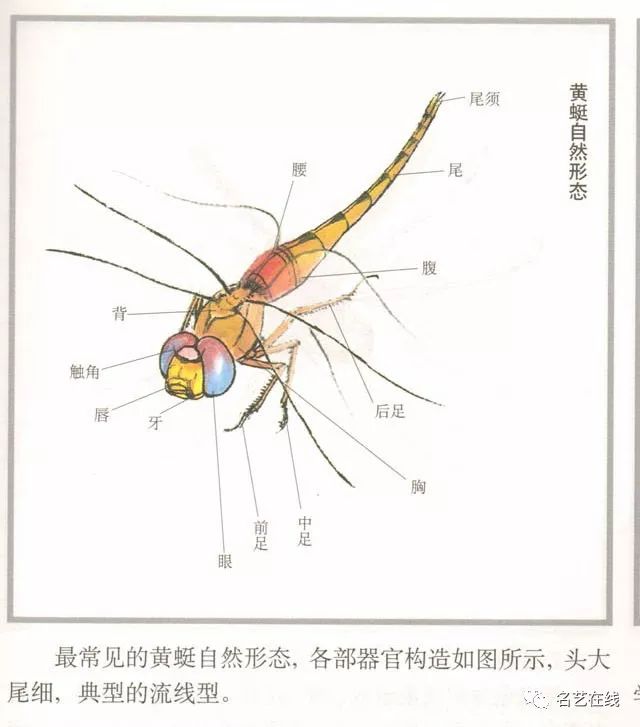 国画技法:蜻蜓的工笔及写意画法