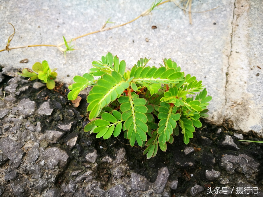 夏日乡村随处可见的关门草生命力顽强还有入药功效您可认识