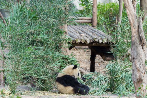 半岛官网App下载_成都最受欢迎的旅游景区，门票58元，游客必打卡(图6)