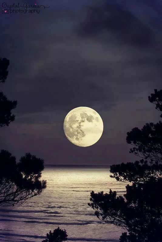 一轮圆月铺水中 愿逐月华流照君 椰林沙滩与月亮,就很浪漫 随着月色