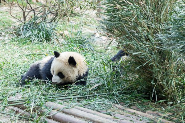 半岛官网App下载_成都最受欢迎的旅游景区，门票58元，游客必打卡(图8)