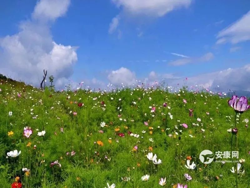 安康赏格桑花住蒙古包喝拐枣酒