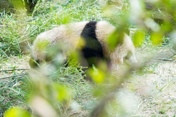 半岛官网App下载_成都最受欢迎的旅游景区，门票58元，游客必打卡(图2)