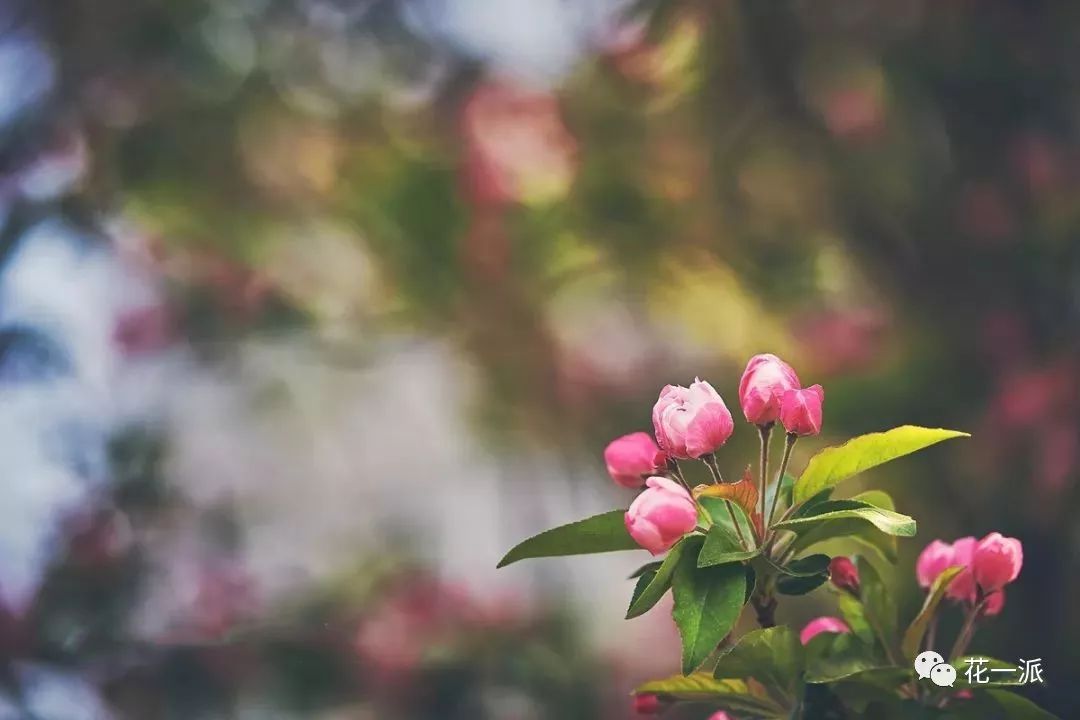 花一派丨寻一个人安一处家种一树繁花花前月下一辈子