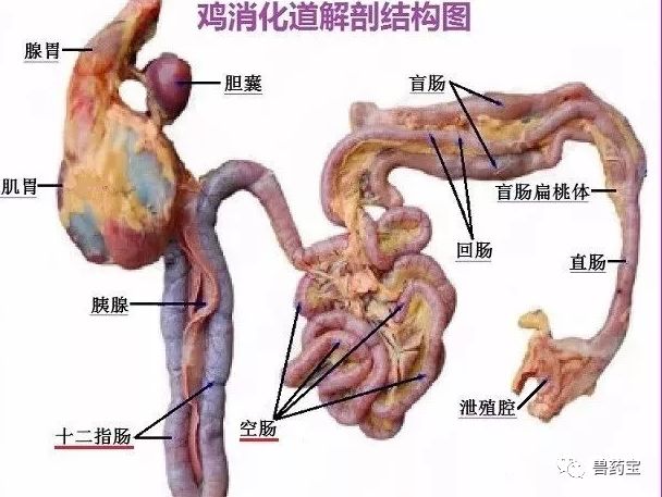 鸡的肠道分小肠和大肠,全长大约为其体长的5-6倍.