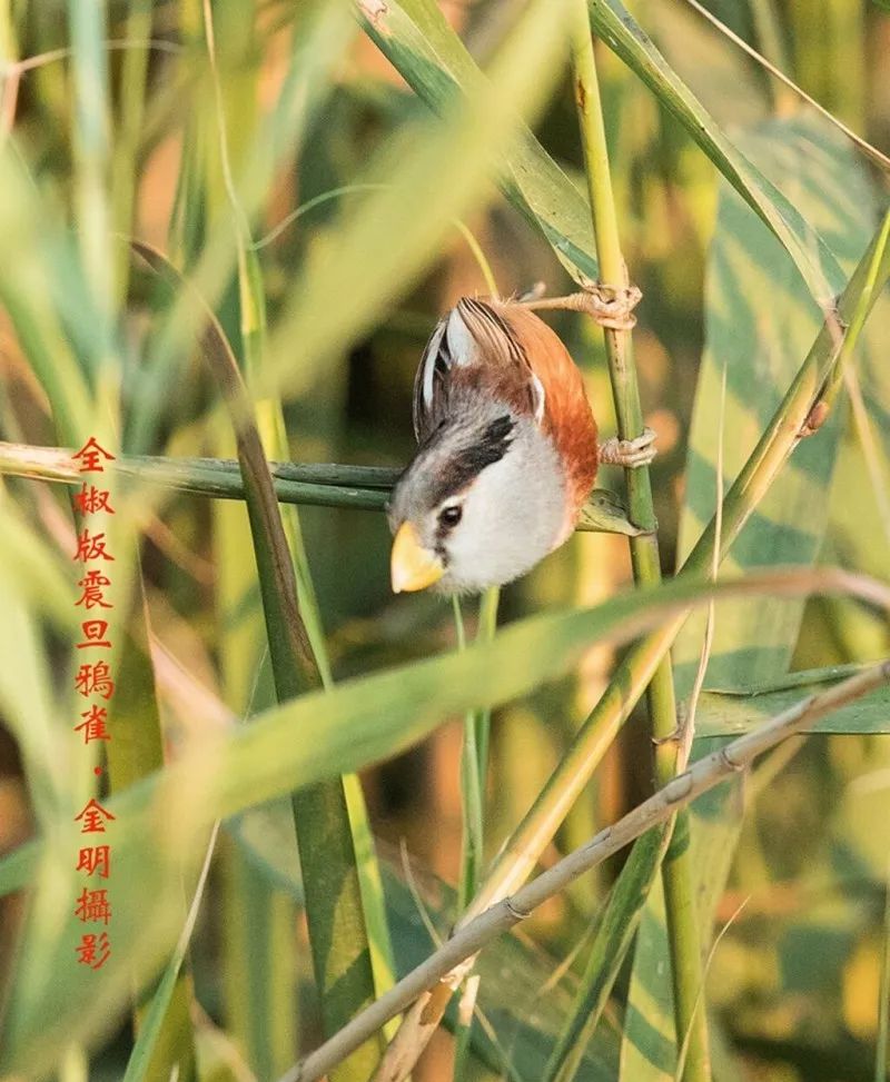 爱鸟护鸟