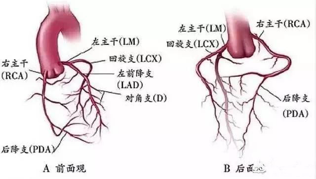 搭脉怎么判断早搏_早搏心电图怎么看图解(3)