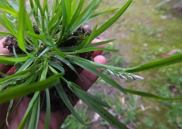 牛筋草性味:甘,淡,平.可以用来泡水喝.