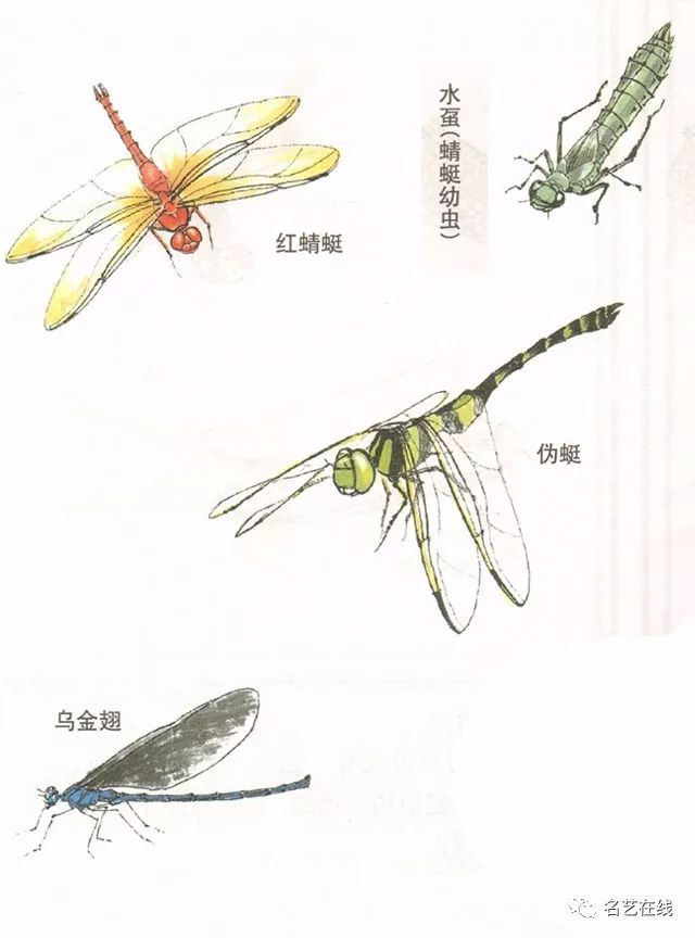 国画技法蜻蜓的工笔及写意画法