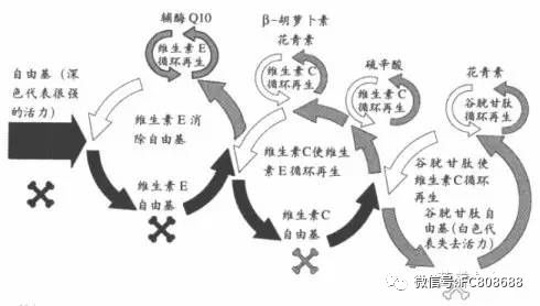 抗氧化物质是如何协同作用的.