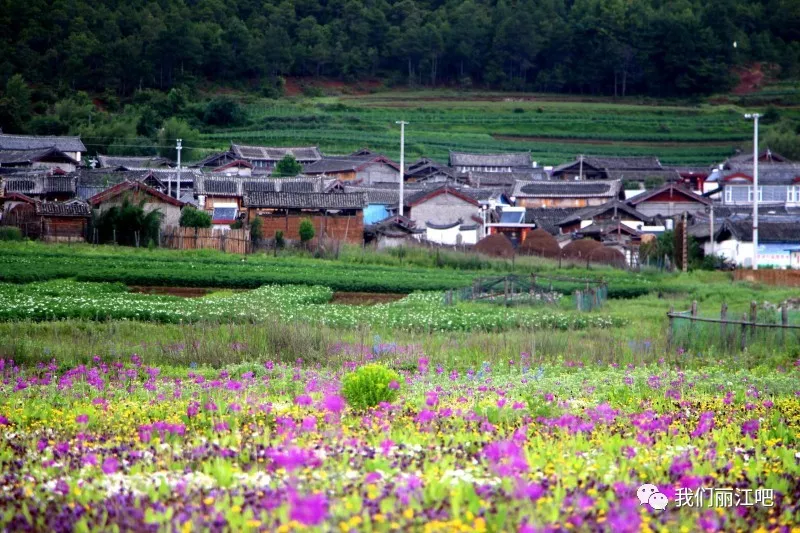 跟着我们去旅行在最美的季节看最美的丽江南溪村