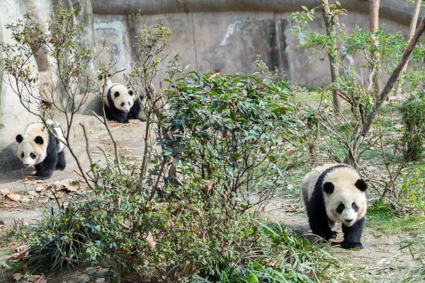 半岛官网App下载_成都最受欢迎的旅游景区，门票58元，游客必打卡(图7)