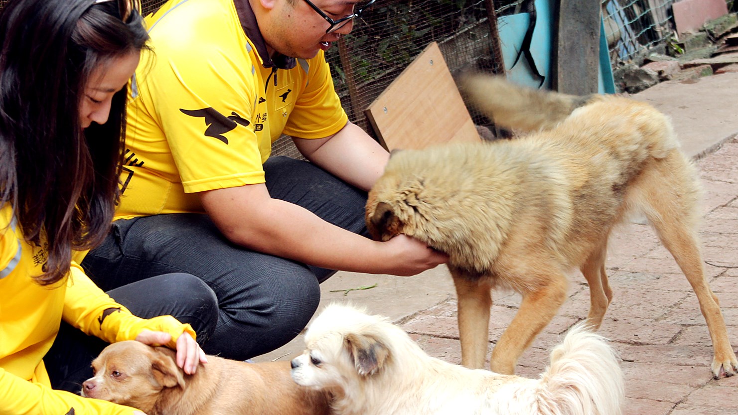 让爱传递"关爱小动物我们在行动",探望昆明最贫困流浪犬救助站