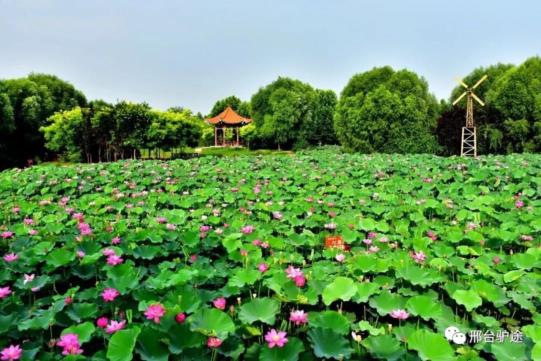 夏季赏荷哪里去?邢台这个地方花开正艳,还有更多美景