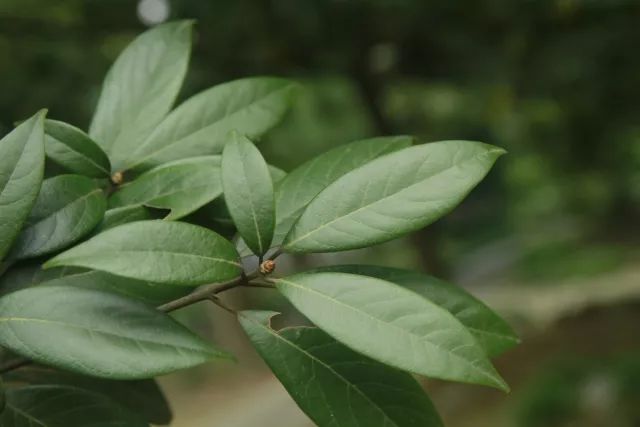 珍稀濒危植物浙江楠