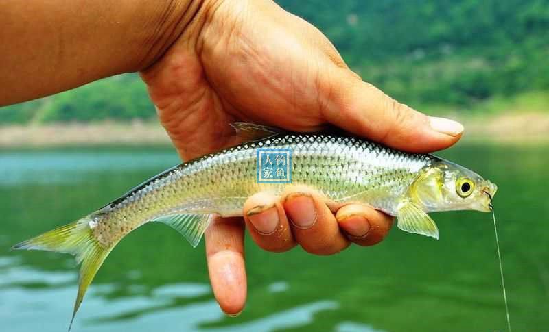 深山清水湖泊,爆钓独特湖泊鱼种,收获一盆稀有凶猛的"餐条鱼"