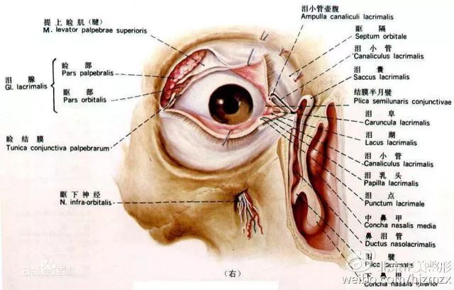 泪道从上到下由泪小点,泪小管,泪总管,泪囊,鼻泪管组成,其功能是引流