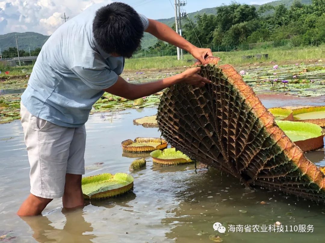 "王莲能坐人还有一个原因就是因为王莲的叶子边缘是往上翻折的,当