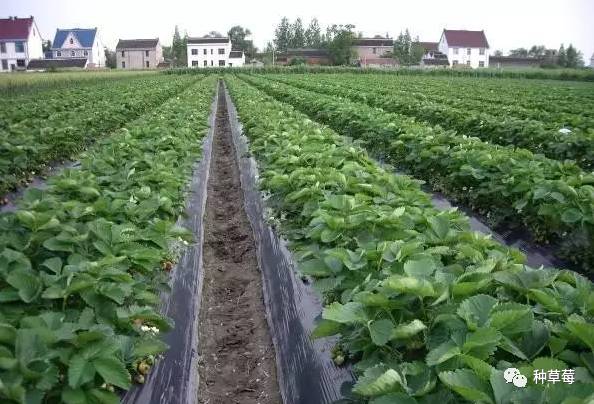 露天种植草莓没有搭地膜怎么办_草莓露天种植图片