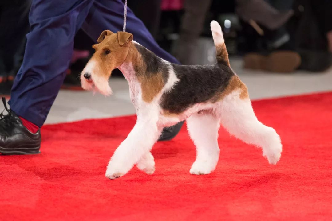 其中,刚毛猎狐梗继承了祖先梗类犬种的血统,属于一种典型的梗犬,世界