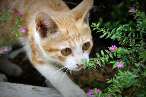 猫半夜叫怎么办