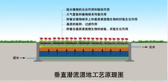 据介绍,整个湿地工程采用垂直潜流湿地工艺.