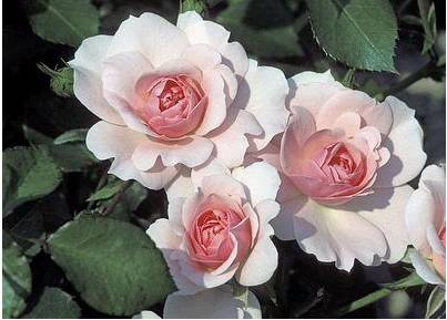 玫瑰常见病害黑点病,白粉病,枯枝病,根腐病辨别及治疗