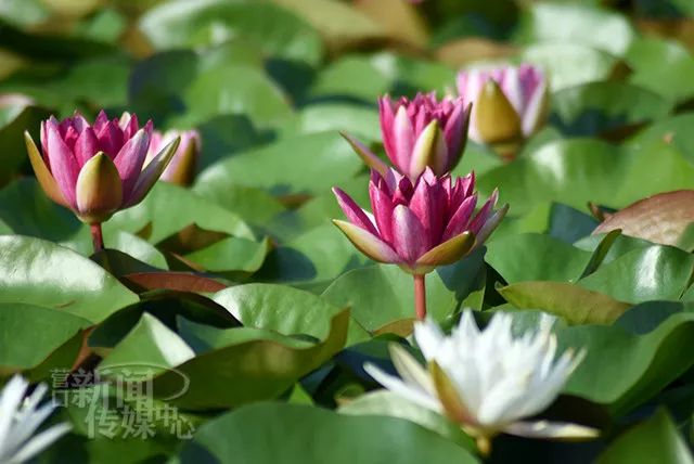 睡莲睡莲其实我们熟知的"莲花"就是"荷花,而睡莲则是与荷花不同品种