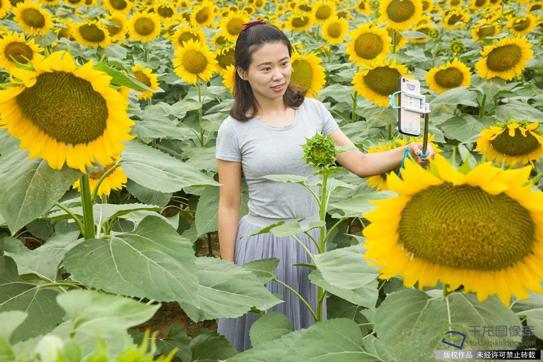 图为市民在花海中拍照(图片来源:tuku.qianlong.com.