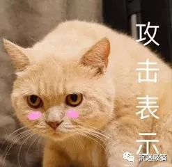 超多猫咪可爱表情包!吸猫患者福音!来斗图啊,信不信我