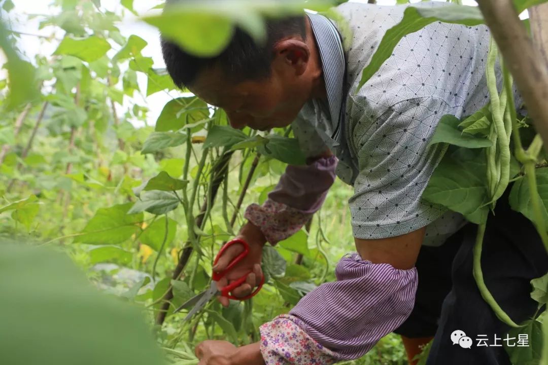 邱家友在采摘无茎豆