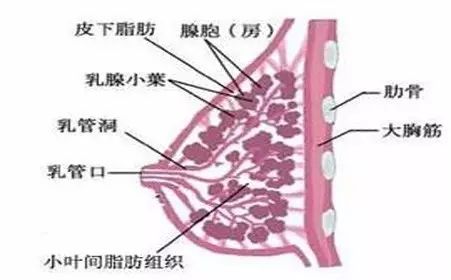 刚生完孩子一个月,她在朋友圈里找了个"催乳师,结果出事了.