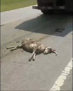 据爆料人介绍,当时公路上一片血肉模糊,还有几只羊被压在大货车轮胎下