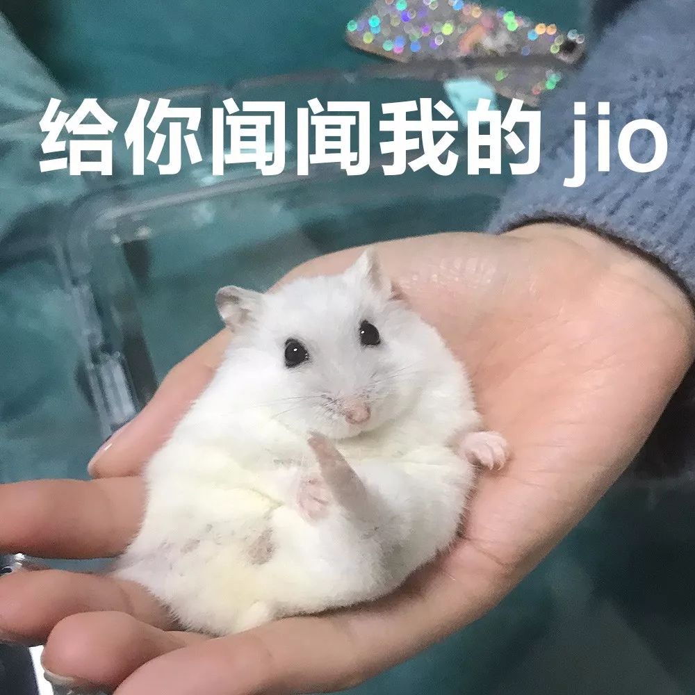 【晒萌宠】给你闻闻我的jio