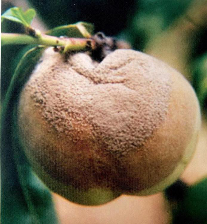 綠色種植管理規程之桃樹褐腐病的識別和防治 雪花新闻