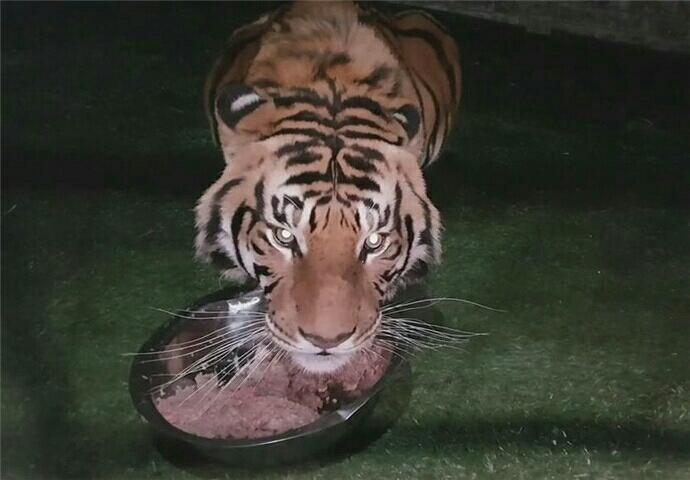 老虎吃了掺猫薄荷的食物会怎么样?神情迷离似醉酒