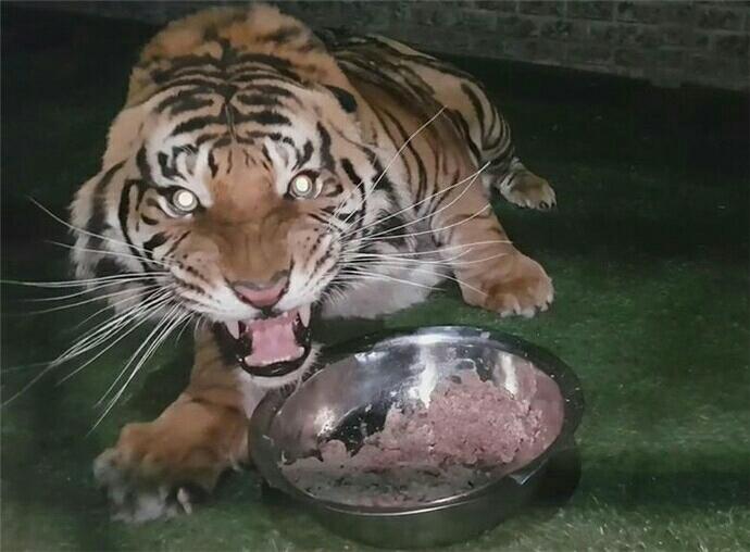 老虎吃了掺猫薄荷的食物会怎么样神情迷离似醉酒