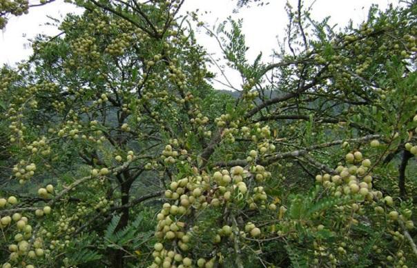 农村特色野果,润肺化痰,补益肝肾,降血压——余甘果