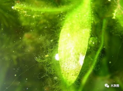 藻类防治三:绒毛藻 如何处理?