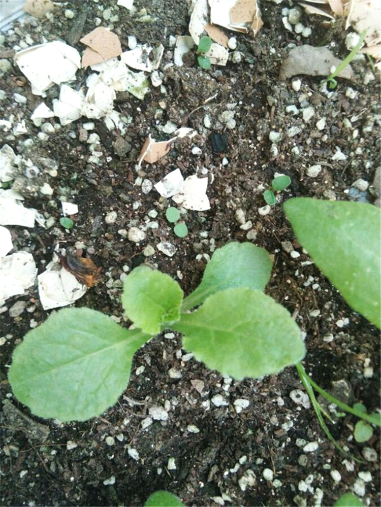 炎炎夏日,这似小铃的花依然绽放,随风摇曳,夏花灿烂