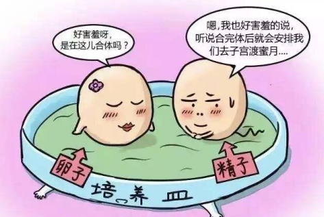 没有证件能做试管婴儿吗 试管胚胎养囊谢谢了