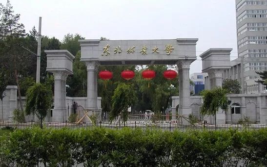 东北大学是985吗