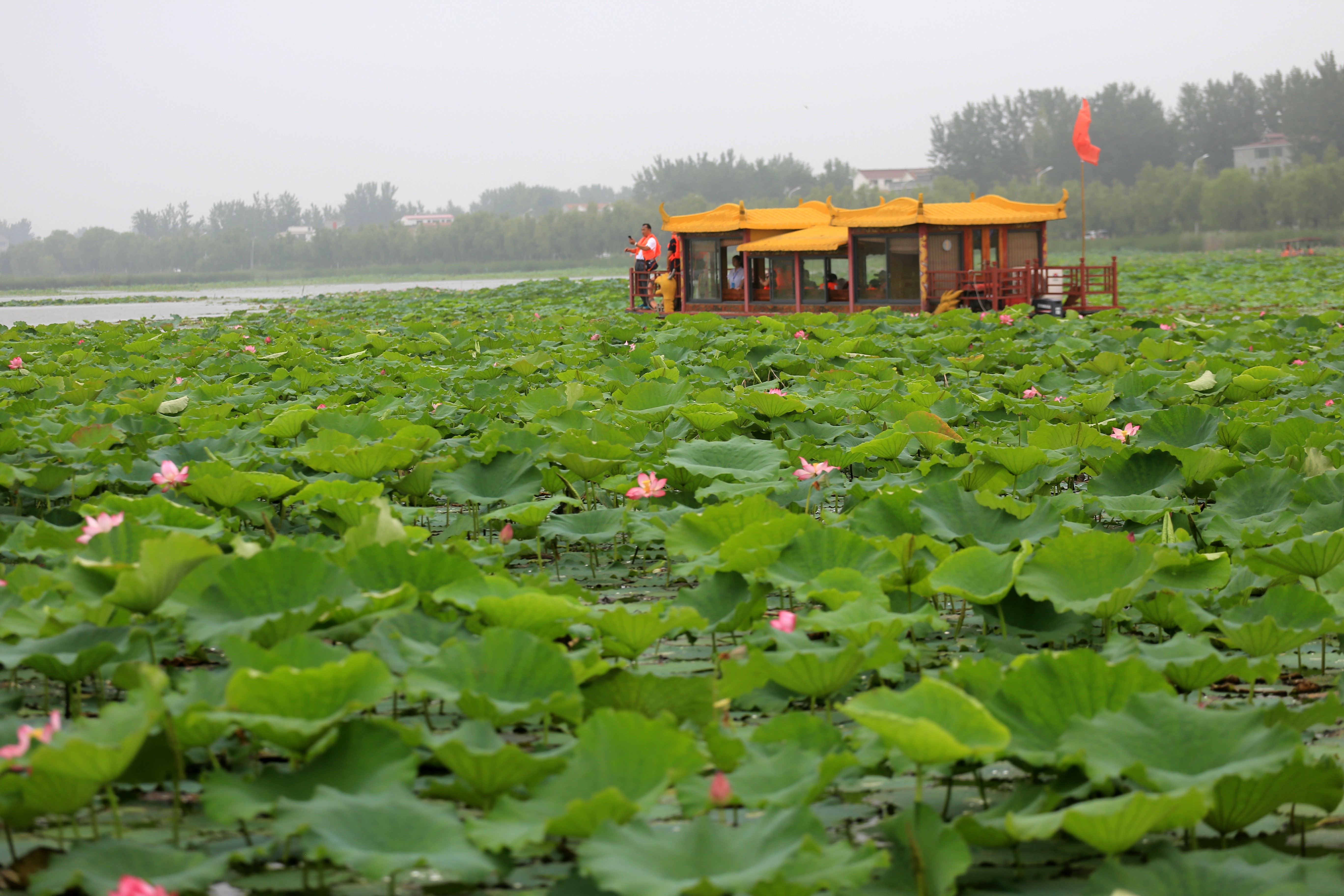 2018中国周口(淮阳)龙湖赏荷旅游月精彩启幕